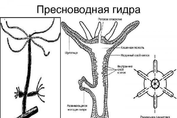 Кракен мп